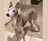 Milo, an Italian Greyhound tested with EmbarkVet.com