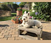 Finney, a West Highland White Terrier tested with EmbarkVet.com