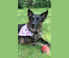 Biggie, a German Shepherd Dog and Cane Corso mix tested with EmbarkVet.com