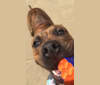 Photo of Kodak, an American Pit Bull Terrier  in Huntsville, AL, USA