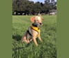 Coby, a Golden Retriever and Poodle (Small) mix tested with EmbarkVet.com