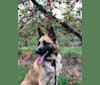 Kyro, a German Shepherd Dog and Australian Cattle Dog mix tested with EmbarkVet.com