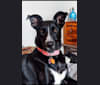 Pippie, a German Shepherd Dog and Siberian Husky mix tested with EmbarkVet.com