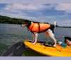 Finley, a Beagle and Golden Retriever mix tested with EmbarkVet.com