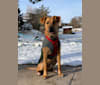 Hamilton, an American Pit Bull Terrier and Labrador Retriever mix tested with EmbarkVet.com