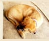 Ava, a Labrador Retriever and Boxer mix tested with EmbarkVet.com