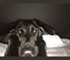 Photo of Daisy, a German Shepherd Dog and Labrador Retriever mix in Christiana, PA, USA