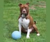 Photo of Hank, an American Pit Bull Terrier, American Staffordshire Terrier, Boxer, and Bulldog mix in Tuscaloosa, Alabama, USA