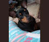 Scooby Dee, a Miniature Pinscher and Chihuahua mix tested with EmbarkVet.com