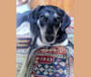 Nala, a Labrador Retriever and German Shepherd Dog mix tested with EmbarkVet.com