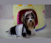 Candice, a Biewer Terrier tested with EmbarkVet.com