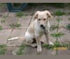 Tesla, a Labrador Retriever and American English Coonhound mix tested with EmbarkVet.com