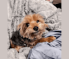 Benny, a Yorkshire Terrier tested with EmbarkVet.com