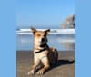 Photo of Finch, an Australian Cattle Dog, Belgian Malinois, Border Collie, Great Pyrenees, and Mixed mix in Porterville, California, USA