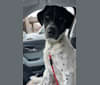 Photo of Toby, a German Shorthaired Pointer, Great Pyrenees, and Siberian Husky mix in Michigan, USA
