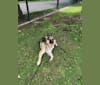 Dakota, a German Shepherd Dog tested with EmbarkVet.com