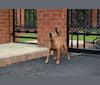 Photo of Oscar, a Miniature Pinscher, German Pinscher, Russell-type Terrier, and Mixed mix in England, United Kingdom