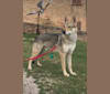 Obi, a Czechoslovakian Vlcak and German Shepherd Dog mix tested with EmbarkVet.com