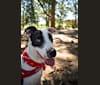 Cash, a Bull Terrier and Bullmastiff mix tested with EmbarkVet.com