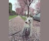 Photo of Joey, a Bedlington Terrier and Russell-type Terrier mix in Sydney NSW, Australia