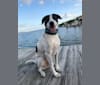 Gideon, a Labrador Retriever and American Bulldog mix tested with EmbarkVet.com