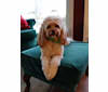 Lacey, a Cocker Spaniel and Poodle (Small) mix tested with EmbarkVet.com