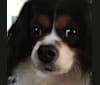 ROBBIE, a Cavalier King Charles Spaniel and Pomeranian mix tested with EmbarkVet.com