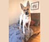 Jax, a German Shepherd Dog and Chihuahua mix tested with EmbarkVet.com