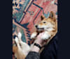 Wally (Walnut) Roonji, a Jindo and Japanese or Korean Village Dog mix tested with EmbarkVet.com