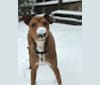Photo of Buckee, an American Pit Bull Terrier, Australian Cattle Dog, Chow Chow, and Mixed mix in San Antonio, Texas, USA