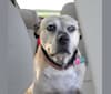 Photo of Miss Izzy, an American Pit Bull Terrier  in South Dakota, USA