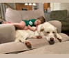 Sparky, a Great Pyrenees and Australian Shepherd mix tested with EmbarkVet.com