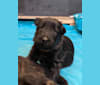 Cutie, a German Shepherd Dog tested with EmbarkVet.com