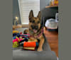 Zeus, a German Shepherd Dog tested with EmbarkVet.com