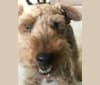 Photo of Teddy Bear, a Welsh Terrier  in Washington, District of Columbia, USA