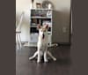 Belle, a Siberian Husky and Labrador Retriever mix tested with EmbarkVet.com
