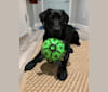 Finny, a Labrador Retriever tested with EmbarkVet.com
