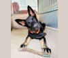 Xtreme Honor vom Haus Morrisson, a German Shepherd Dog tested with EmbarkVet.com