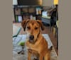Riggins, a Labrador Retriever and Rottweiler mix tested with EmbarkVet.com