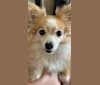 Bella, a Chihuahua and Shetland Sheepdog mix tested with EmbarkVet.com
