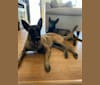 Logan, a Belgian Malinois and German Shepherd Dog mix tested with EmbarkVet.com