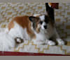 Mr. Waffles, a Pomeranian and Australian Cattle Dog mix tested with EmbarkVet.com