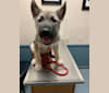Vargr, a German Shepherd Dog and Alaskan Malamute mix tested with EmbarkVet.com