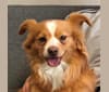 Photo of Riley, a Chihuahua, Pomeranian, and Russell-type Terrier mix in SF, California, USA