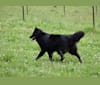 Vivi, a Belgian Shepherd tested with EmbarkVet.com