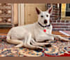 Amal (Hope), a Northern East African Village Dog tested with EmbarkVet.com