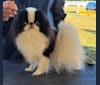 Photo of Ritzy, a Japanese Chin  in Athens, GA, USA