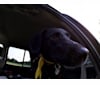 Photo of Victor, a Labrador Retriever, German Shepherd Dog, Border Collie, and Golden Retriever mix in Kentucky, USA