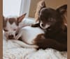 Meeko, a Chihuahua and Poodle (Small) mix tested with EmbarkVet.com