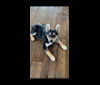 Ollie, an Australian Cattle Dog and Siberian Husky mix tested with EmbarkVet.com